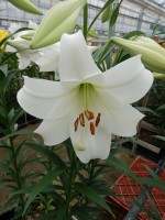 [5156 White Triumph VZ No02.JPG]